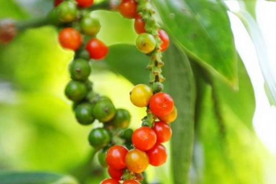 Dự báo giá tiêu ngày 28/6/2025: Đà tăng liệu có dừng lại?