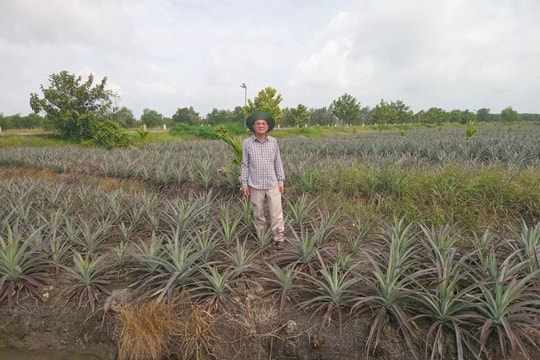 Từng vật lộn với ruộng lúa ngập úng, người nông dân Tây Ninh làm liều chuyển sang trồng giống trái "Hoàng hậu", nay thu lãi tới hơn 3 tỷ đồng/năm