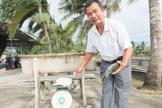 Quyết không bỏ cuộc sau thất bại, nông dân Tây Ninh làm giàu thành công nhờ mô hình "ba - lóc", giờ mỗi năm thu về hơn 2 tỷ đồng