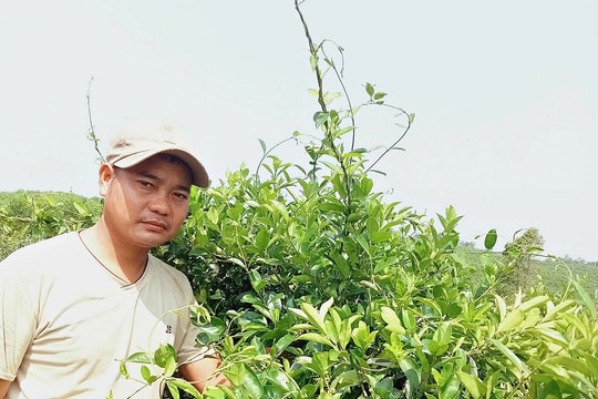 Chuyện ít ai tin, nông dân trẻ Quảng Trị biến đồi sỏi thành vùng nguyên liệu cây “chống tiểu đường”, thu nhập cả trăm triệu một năm