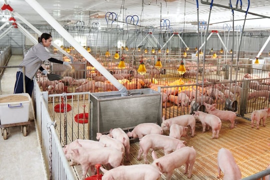 Dự báo giá heo hơi ngày 29/6/2025: Ngày mai liệu có cú bật nhẹ?