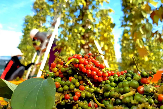 Dự báo giá tiêu ngày 29/6/2025: Liệu có chạm ngưỡng 130.000 đồng/kg?