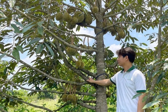Bỏ nghề kiến trúc, nông dân Đắk Nông quyết trồng sầu riêng theo "bí kíp lạ", giờ thành khu vườn tiền tỷ suốt bốn mùa