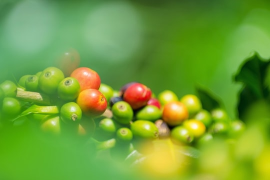 Cập nhật giá cà phê hôm nay 30/9: Trong nước tăng nhẹ, thế giới quay đầu giảm