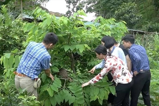 Chuyện lạ xứ núi, nông dân Lào Cai nuôi cả "vương quốc" trên cây, là món đặc sản giá cao ngất ngưởng, mang lại thêm thu nhập rất tốt