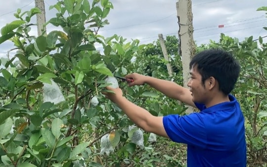 Đổi vận trên mảnh đất quê, người nông dân từ Thanh Hóa đến Đắk Nông liều trồng giống trái "ngon - giòn - ngọt", thu nhập tới 10 con số mỗi năm