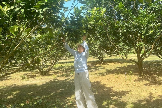 Chuyện lạ đất Võ, nông dân Bình Định dựng nên cơ nghiệp từ mô hình "nuôi trong trồng", hàng năm dễ dàng thu về tiền tỷ