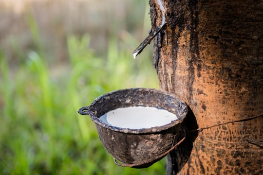 Giá cao su hôm nay 22/10/2025: Đồng loạt khởi sắc