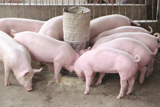 Dự báo giá heo hơi ngày 1/7/2025: Thị trường chuẩn bị "đón" cú hích mới?