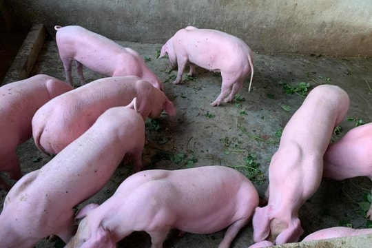 Giá heo hơi hôm nay 1/7: Lao dốc trên diện rộng
