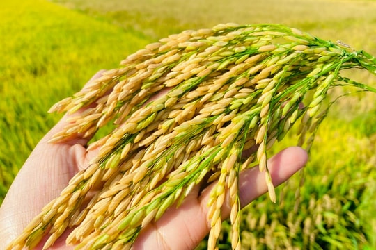 Giá lúa gạo hôm nay 1/7: Lúa tươi giảm sâu đầu tuần, gạo xuất khẩu vẫn giữ giá