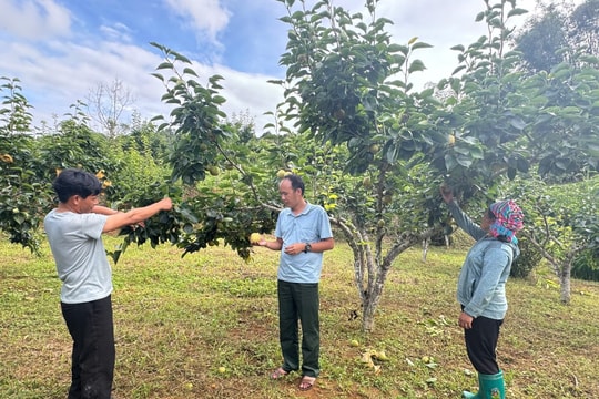 Khi hạt ngô rơi rụng, nông dân Lai Châu quyết định chọn trồng giống cây mới lạ, giờ đơm trái ngọt liên tục, thu nhập cũng tăng cao