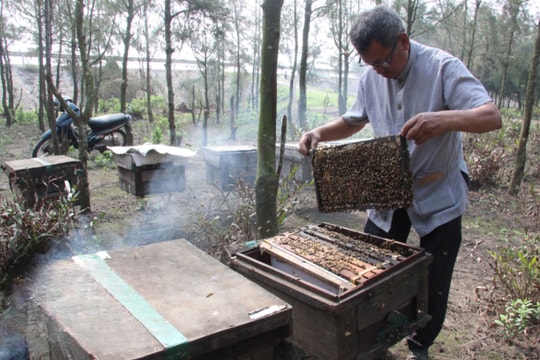 Nắng gió miền ven biển, nông dân Thái Bình nuôi thứ "vàng đen" mà hái ra tiền, năm nào cũng cầm tay vài trăm triệu đồng