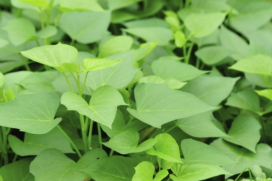 Rau gì ăn mát, đẹp da, giảm cân và hỗ trợ tim mạch mà giá chỉ vài nghìn đồng?