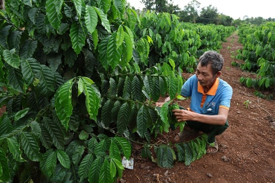 Từ sáng ngày cầm chai rượu, nông dân tỉnh Đắk Lắk (cũ) nay đổi đời nhờ trồng thứ "tinh túy" theo kiểu mới, vừa tăng thu nhập vừa giữ lời hứa thoát nghèo