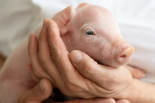 Dự báo giá heo hơi ngày 2/7/2025: Miền Nam có rơi về sát 68.000 đồng/kg?