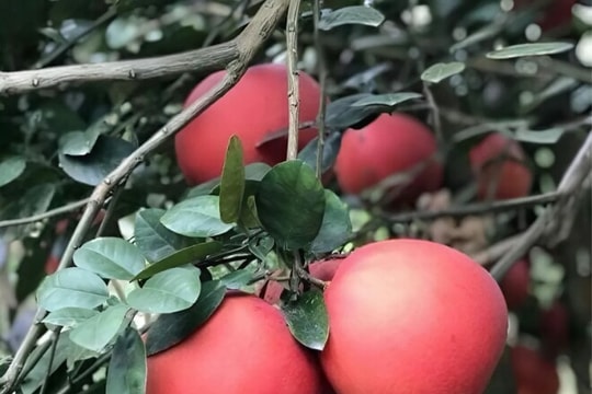 Giữ gìn hương xưa vị cũ, nông dân Thanh Hóa trồng giống trái "đỏ chót" để dâng vua chúa, mùa thu hoạch bán được vài trăm triệu đồng