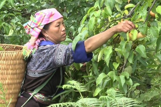 Ở mảnh đất quanh năm nghèo khó, nông dân Yên Bái (cũ) mạnh dạn đổi hướng với giống trái mới, trái ngọt đơm hoa mang lại thu nhập cả trăm triệu