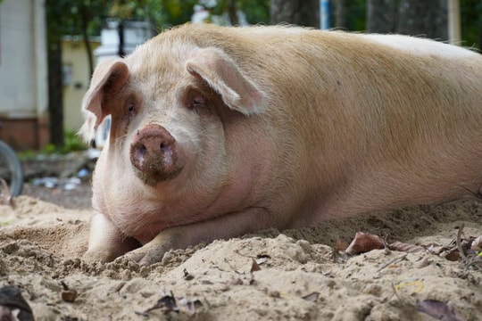Giá heo hơi hôm nay 2/7: Miền Bắc giảm đồng loạt, miền Trung rơi sâu – thị trường phủ sắc đỏ