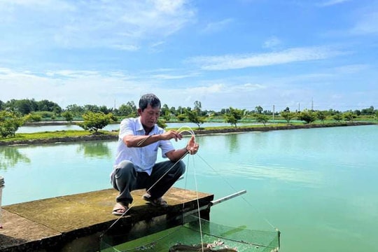 Dám nghĩ dám làm, nông dân Cà Mau nuôi giống "đặc sản lạ", giờ thành mỏ vàng mang về hàng tỷ đồng mỗi năm