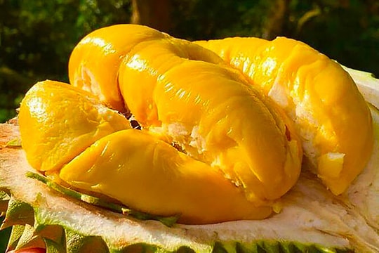 Giá sầu riêng hôm nay 2/7: Sầu riêng Tây Nguyên rớt thảm, miền Tây “gồng mình” giữ giá