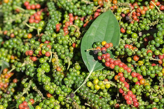 Giá tiêu ngày mai 3/7: Bất ngờ tăng vọt, liệu đã đến đỉnh?