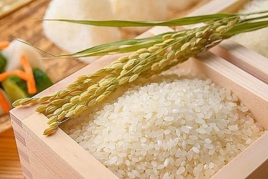 Giá lúa gạo hôm nay 3/7: Lúa IR 50404 tăng nhẹ, gạo xuất khẩu ổn định giữa áp lực cạnh tranh từ Ấn Độ