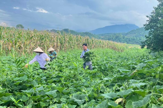 Gian nan không làm chùn bước, nông dân Lào Cai kiên nhẫn tạo ra món đặc sản riêng, nay tạo thu nhập ổn định hàng trăm triệu mỗi năm