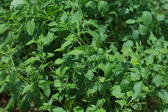 Loại rau mọc dại sau vườn âm thầm giúp ngừa ung thư, hạ đường huyết