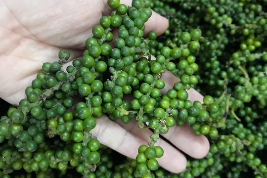 Giá tiêu hôm nay 3/7: Đồng loạt tăng mạnh, có nơi chạm ngưỡng 147.000 đồng/kg