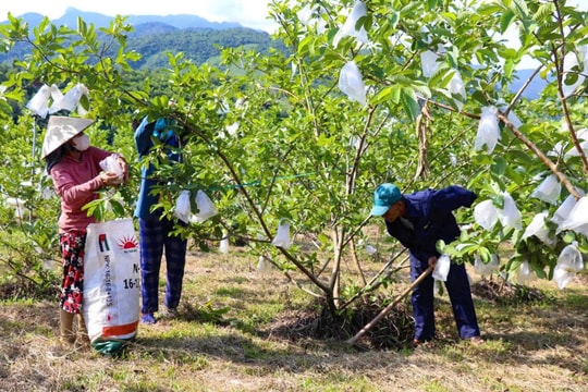 Từ mảnh đất bạc màu, nông dân Đà Nẵng bén duyên với giống cây "lạ mà quen", vừa nâng cao giá trị sản phẩm địa phương, vừa có thu nhập khủng