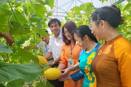 Cầm hàng tỷ đồng để đầu tư, nông dân Nghệ An khéo léo biến vườn xanh thành cổ tích, đơm hoa kết trái thu nhập hàng trăm triệu