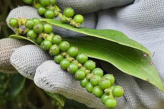 Giá tiêu ngày mai 4/7/2025: Sẽ chạm đỉnh sau một năm dưới đáy?