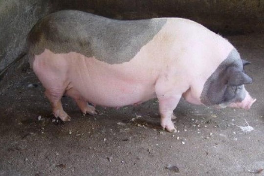 Giá heo hơi hôm nay 4/7: Tiếp tục lao dốc