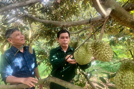 Từ chiến trường trở về, người nông dân tỉnh Gia Lai mới dựng lên mô hình đặc biệt, là bí quyết để thoát nghèo, đem lại nguồn thu trên 1 tỷ đồng/năm