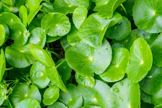 Ba loại rau tưởng như “cỏ hoang”, ai ngờ lại bổ hơn thịt, nhiều dinh dưỡng và rẻ hơn thuốc