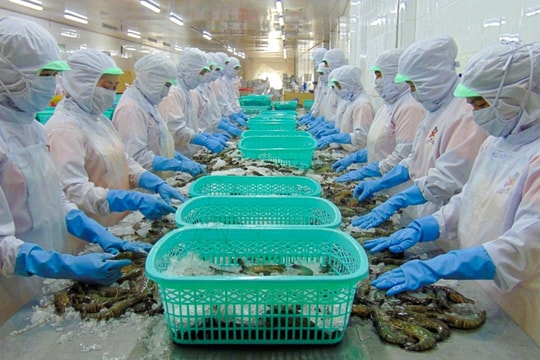 Doanh nghiệp tôm có tiếng tại miền Tây bội thu nửa đầu năm, vẫn hồi hộp chờ tin thuế quan từ Mỹ