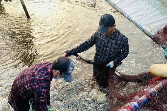 Bỏ sau lưng vụ mùa bấp bênh, nông dân tỉnh Thanh Hóa dựng những "mái nhà" bạc tỷ, mỗi vụ dễ dàng cầm về tay hàng trăm triệu đồng