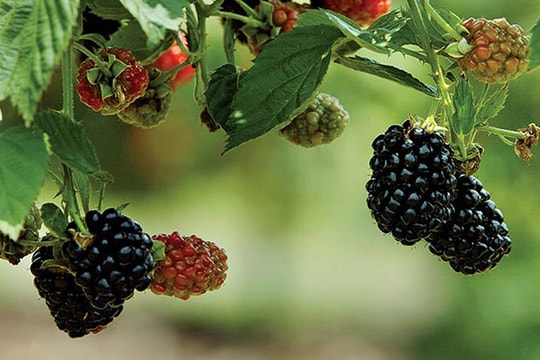 Những loại trái cây giàu đạm hơn cả rau củ, giảm cân mà không lo mất sức