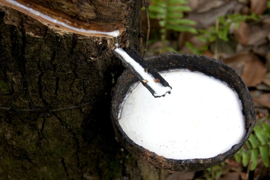 Giá cao su hôm nay 27/10/2025: Tiếp đà tăng đầu tuần, kỳ vọng nhu cầu cải thiện