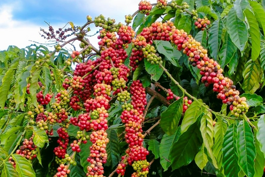 Giá cà phê ngày mai 5/7/2025: Sau cú sụt nhẹ, liệu giá có bật tăng trở lại?