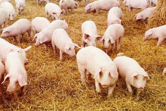 Giá heo hơi ngày mai 5/7/2025: Thị trường giằng co từng nghìn đồng, liệu có bước ngoặt mới?