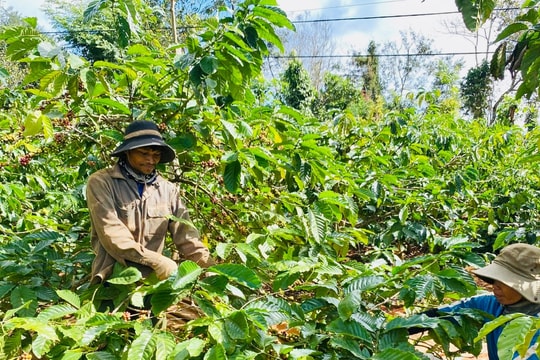 Bỏ lối canh tác lâu đời, nông dân Đắk Lắk âm thầm tạo ra mô hình "đa bản sắc", thu nhập mang lại cũng phải vài trăm triệu mỗi năm