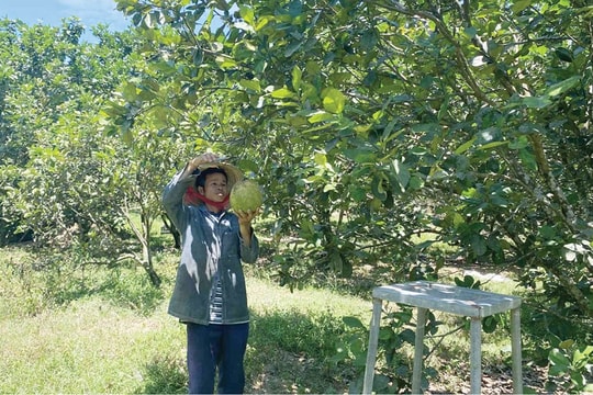 Từng thất bại không ít lần, nông dân Huế chọn trồng loài quả “ da căng vị ngọt” kết hợp với rừng cây, mỗi năm cầm tay hơn 200 triệu đồng