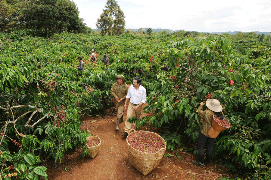 Không cần nhiều vốn, người nông dân Quảng Ngãi vẫn thành công nhờ gì cũng nuôi, gì cũng trồng, doanh thu năm nào cũng hơn 1 tỷ đồng