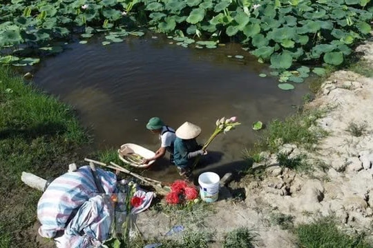 Bỏ lúa đi hồi sinh đất hoang, nông dân Hà Tĩnh trồng thứ "tinh hoa đất trời", thu nhập hàng trăm triệu mỗi năm