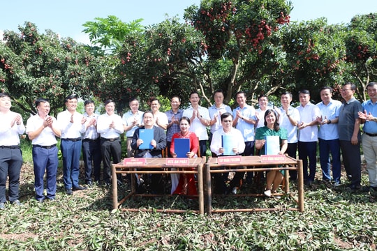 Sướng như nông dân Bắc Ninh, đích thân Chủ tịch tỉnh "kết nối đầu ra" cho 100 tấn vải thiều: Doanh nghiệp đua nhau đặt mua