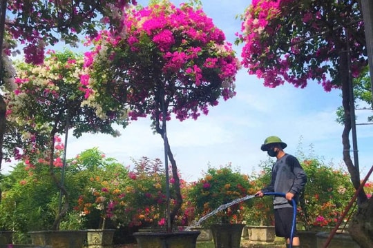 Nông dân Nghệ An biến đồng ruộng thành bức tranh bốn mùa, nâng tầm thứ "đặc sản" vùng ven đô, mỗi năm thu về tới 700 triệu đồng