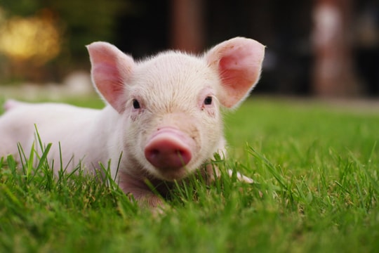 Giá heo hơi hôm nay 7/7: Cả nước đi ngang, An Giang trở thành điểm giảm duy nhất cả nước