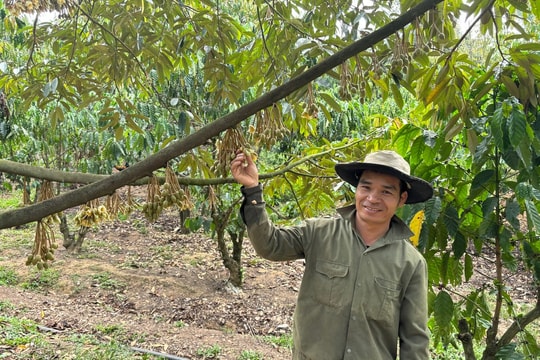 Nông dân Lâm Đồng thu 4 tỷ đều tay nhờ mô hình canh tác "ngược đời"